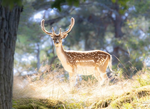 Free Deer Nature photo and picture