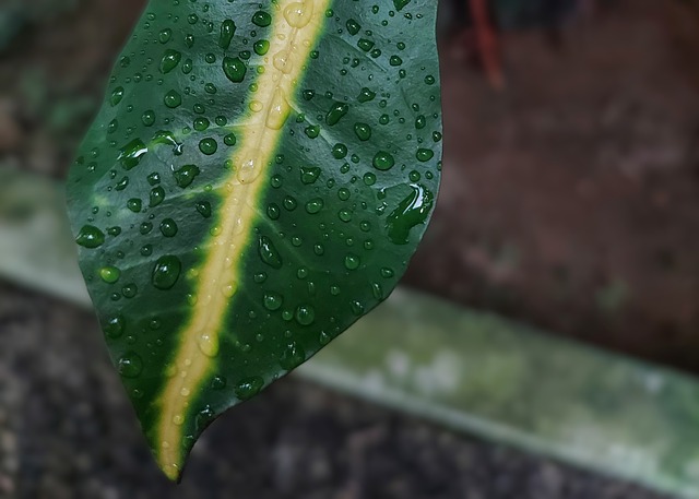Free Leaf Nature photo and picture