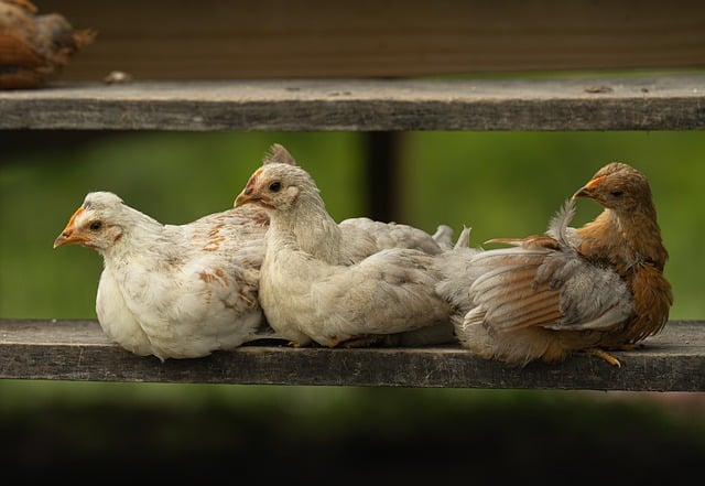 Free Chickens Sitting photo and picture