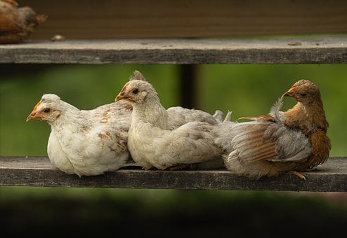 Küken, Sitzend, Holzstufe, Vogel