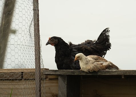 Huhn, Hühnerstall, Zaun, Vogel, Land