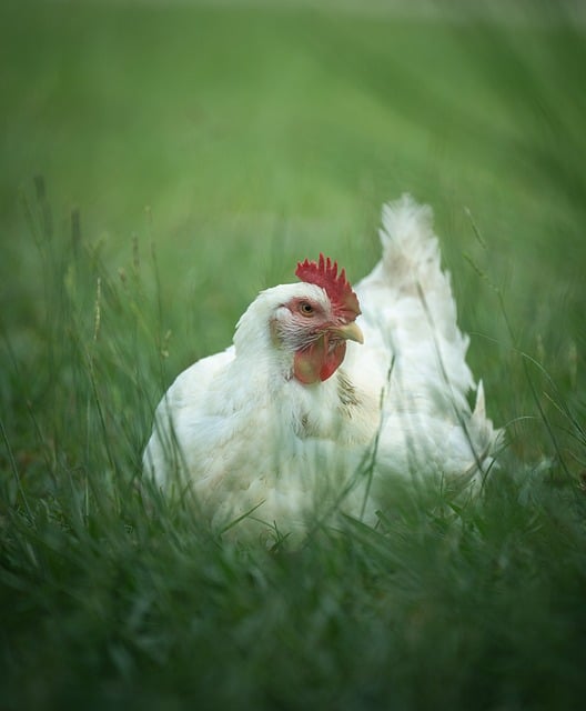 Huhn, Gras, Tier, Im Freien