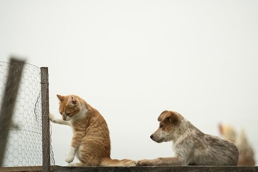 Katze, Hund, Freundschaft, Zaun