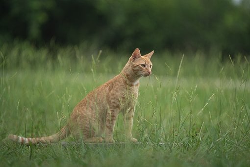 Katze, Ingwerfell, Sitzend, Gras, Natur