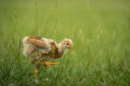 Küken, Gras, Natur, Vögel, Jung
