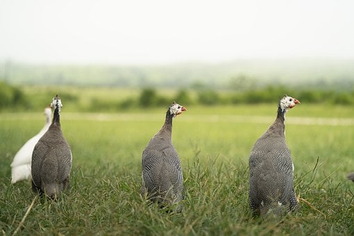 Perlhuhn, Gras, Natur, Weide, Ländlich
