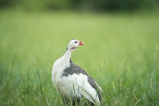 Perlhuhn, Vogel, Wiese, Grün, Gras