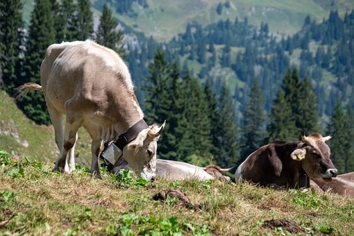 Free Cow Mountain photo and picture