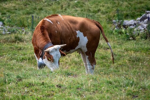 Free Cow Pasture photo and picture