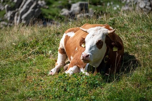 Free Cow Alps photo and picture