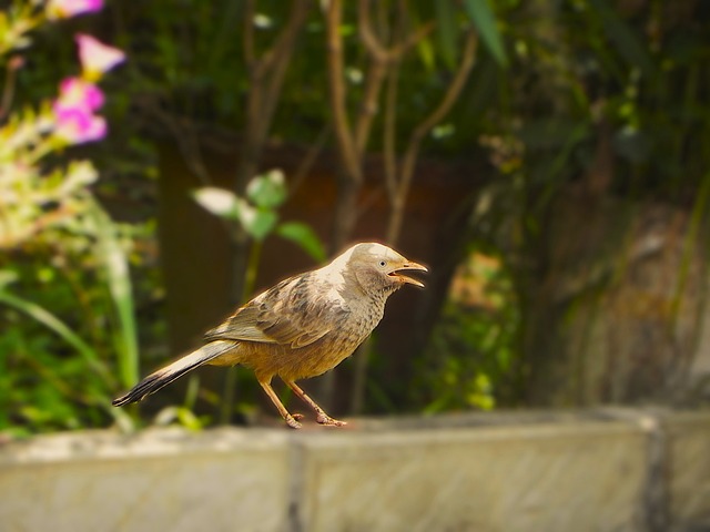 Free Sparrow Bird photo and picture