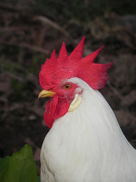 Free Rooster Chicken photo and picture
