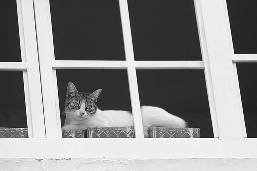 Free Cat Animal photo and picture