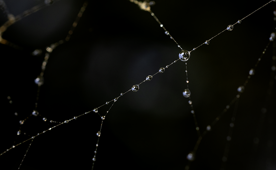 Dew, Spiderweb, Cool Backgrounds