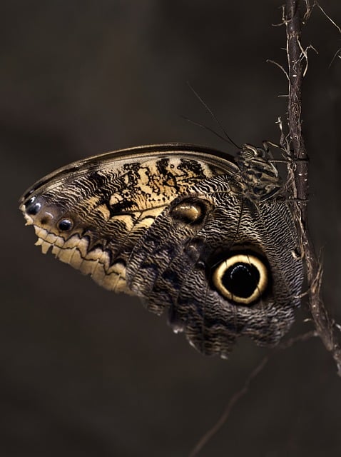 Free Butterfly Macro Photography photo and picture