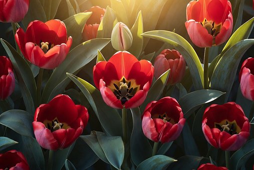 Rote Tulpen, Garten, Sonnenlicht, Natur