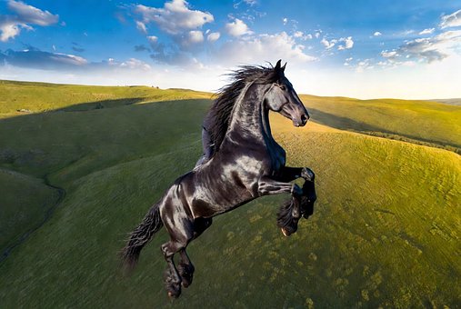 Pferd, Schwarzes Pferd, Springen