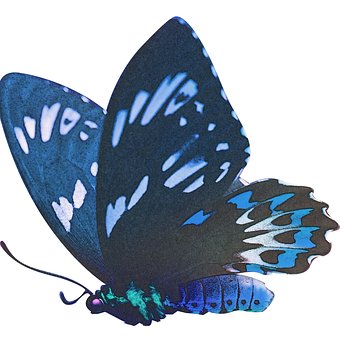 Sommerfugl, Blå, Vinger, Illustration