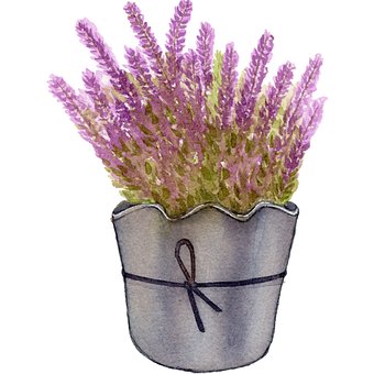 Lavendel, Urtepotte, Akvarel