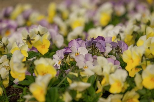Flores, Violas, Amarillo, Morado, Jardín