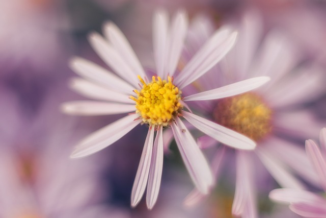Floare, Mov, Fotografie Macro, Natură