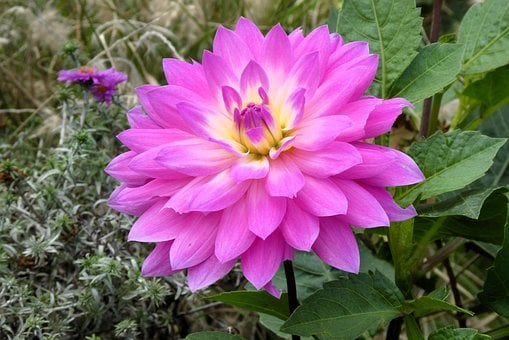 Dália, Flor, Roxo, Natureza, Jardim