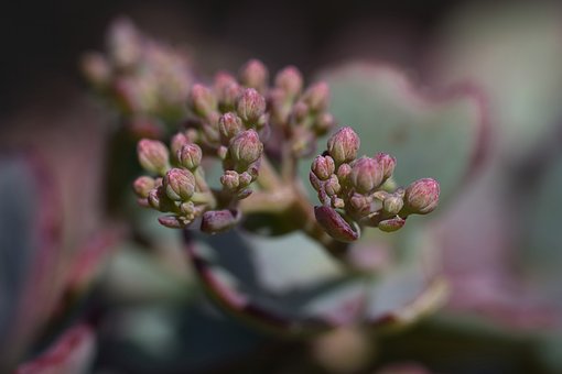 Free Succulent Sedum photo and picture