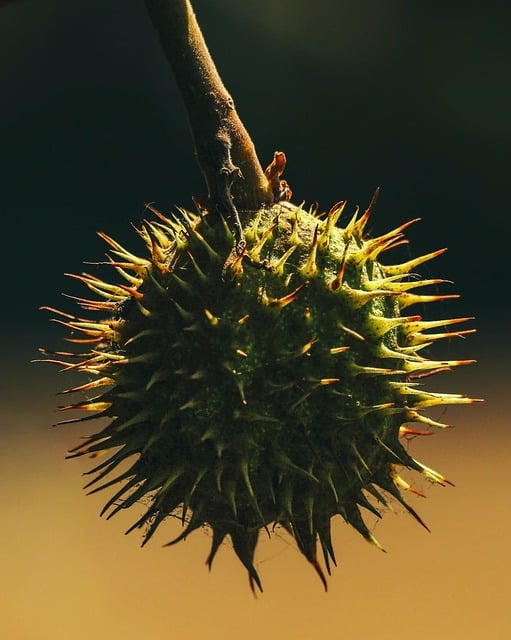 Free Seed Pod photo and picture