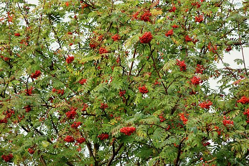 Free Rowan Red Berries photo and picture