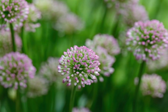 Free Flower Allium photo and picture