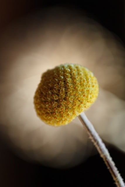 Free Flower Yellow photo and picture