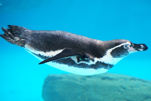 Free Penguin Underwater photo and picture