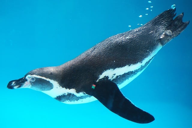 Free Penguin Underwater photo and picture