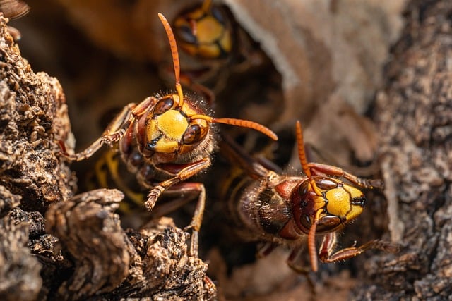 Free European Hornet Insect photo and picture