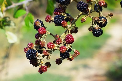 Brombeeren, Früchte, Sommer, Busch
