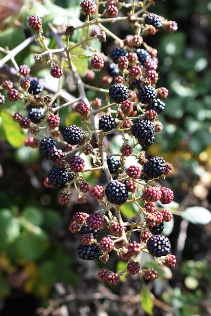 Brombeeren, Beeren, Natur, Sommer, Wild
