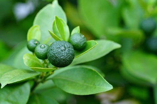 Zelený Citrus, Sudachi, Citrus, Jedlo