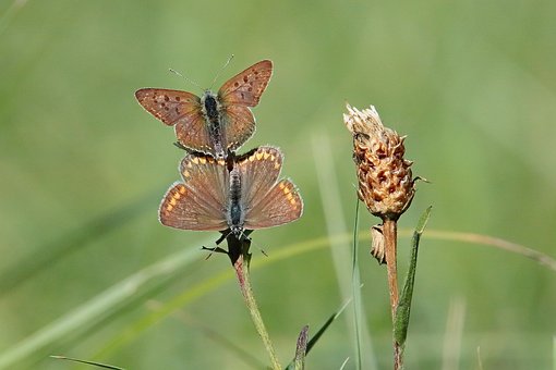 Mariposa, Naturaleza, Verano, Pradera