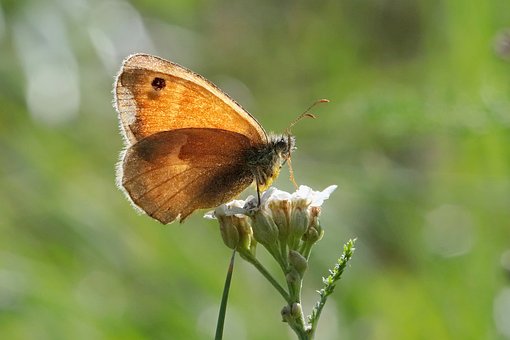 Mariposa, Flor, Naturaleza, Insecto