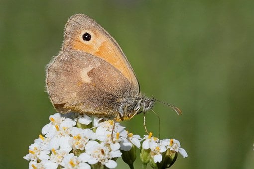 Mariposa, Flores, Macro, Detalle
