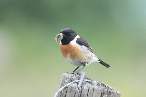 Pájaro, Cabeza Negra, Pico