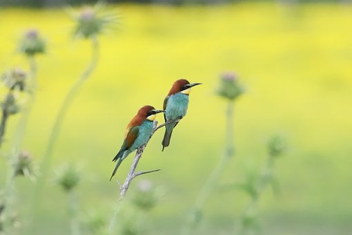 Aves, Abejarucos Europeos