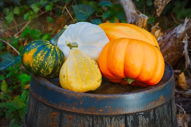 Free Pumpkin Autumn photo and picture