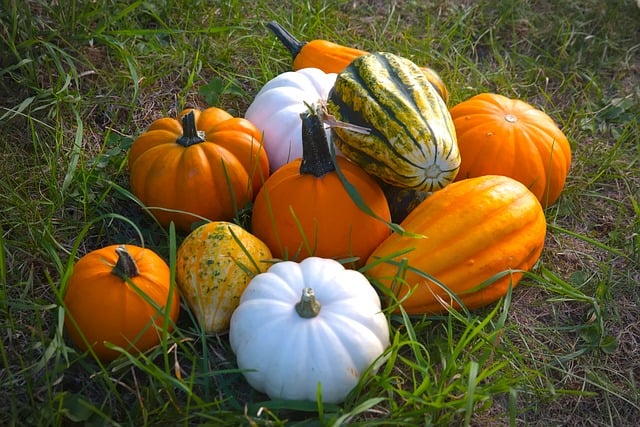 Free Pumpkin Autumn photo and picture