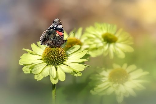 Schmetterling, Blume, Makrofotografie