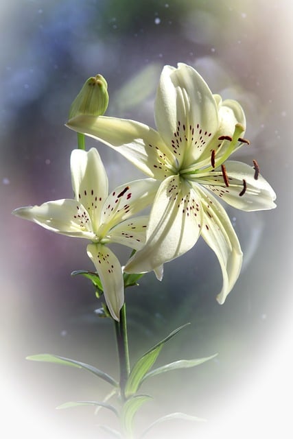 Blume, Lilie, Weiß, Natur, Garten