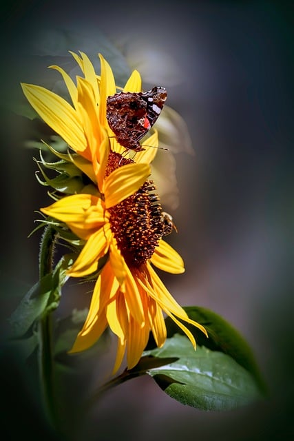 Sonnenblume, Schmetterling, Makro, Biene