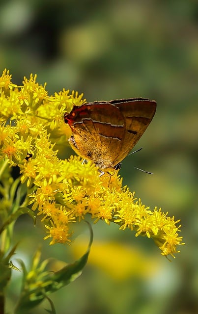 Schmetterling, Insekt, Natur, Blumen