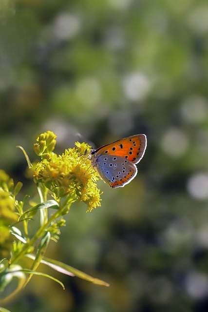 Schmetterling, Makro, Bokeh, Blumen