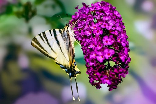 Schmetterling, Natur, Makro, Blumen